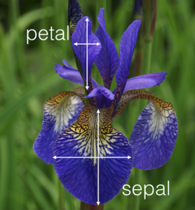 Iris petal i sepal