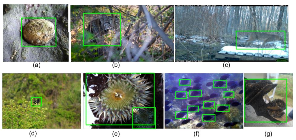 The iNaturalist Species Classification and Detection Dataset - image classification