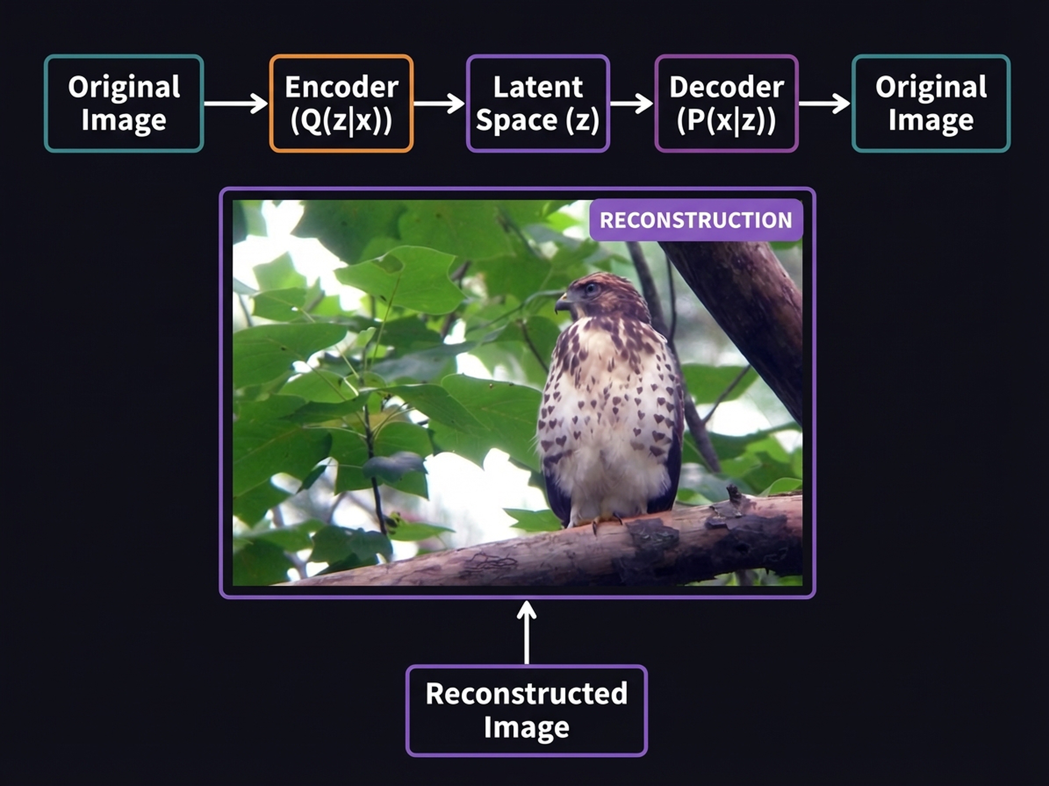 VAE reconstruction — visually indistinguishable from original
