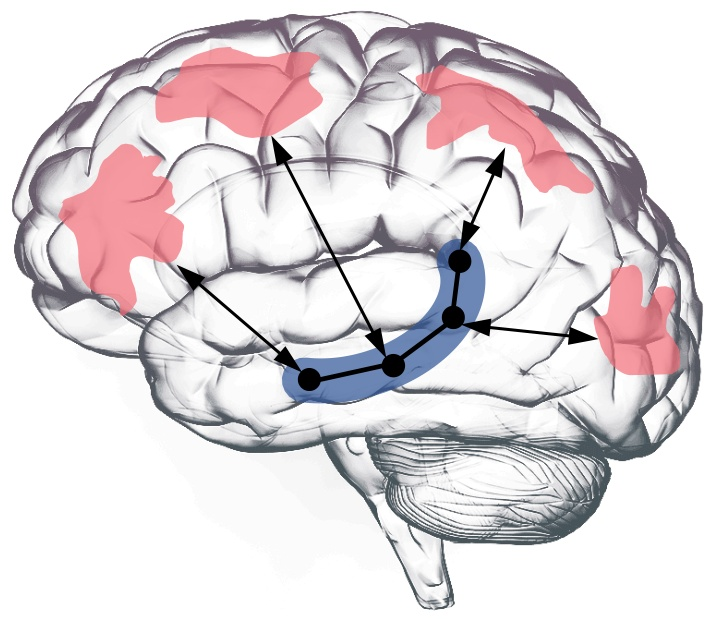 Neocortex and hippocampus working together