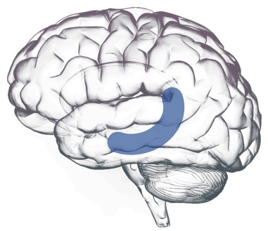 Neocortex regions across the cerebral cortex
