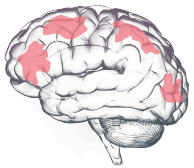 Parahippocampal region with connectivity pathways
