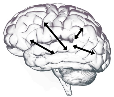Hippocampus location within the medial temporal lobe