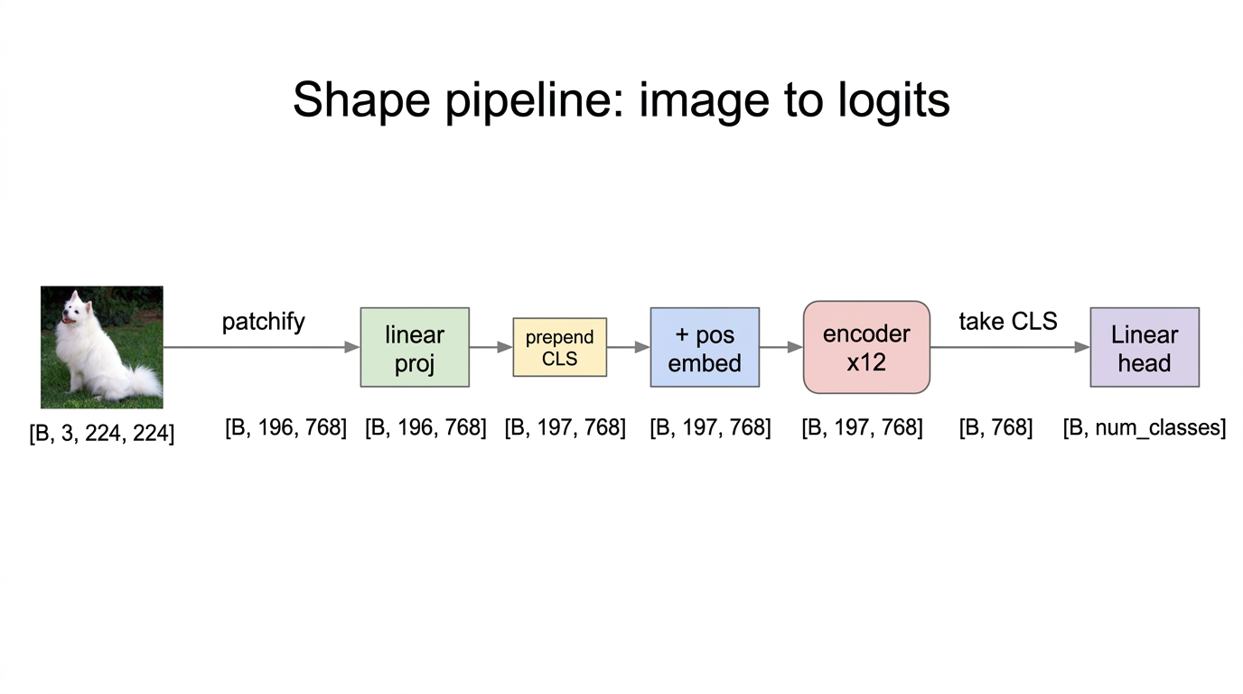 Shape pipeline from image to logits