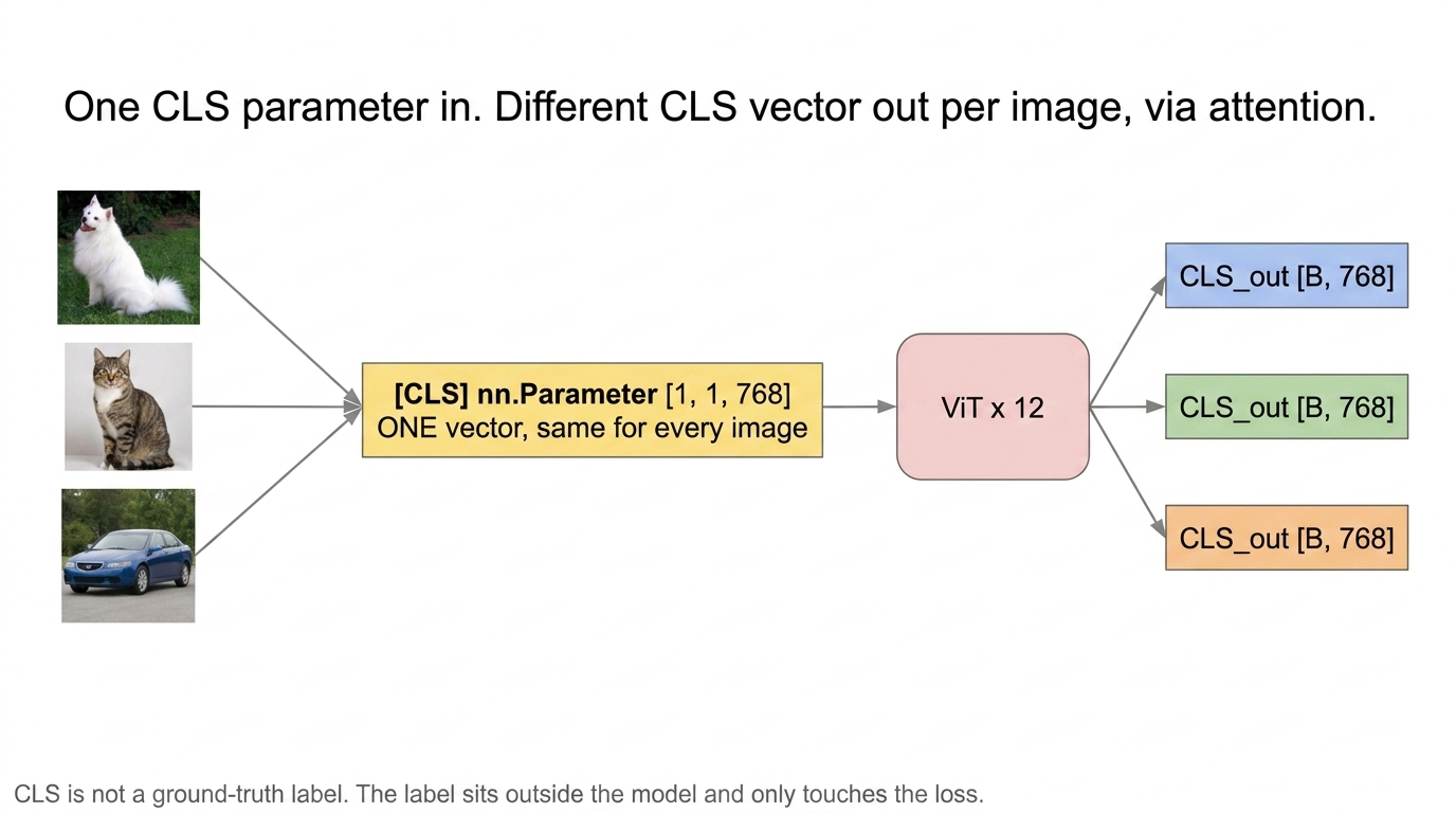 The same CLS parameter feeds every image, but the CLS output is different per image after attention